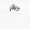 Twisted Trees