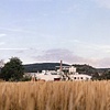 Wheatfield