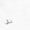 Branch