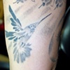 Humming bird