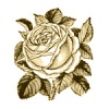 Tattoos