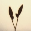 Flowers in Vase