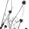 untitled 11