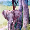 Young Elephant