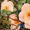 Wild Roses