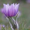 wild flower, Yellowstone