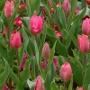 Tulips, Bath England