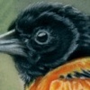 oreo berd