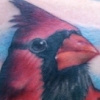 cardinal