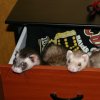 weasel drawer