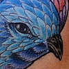 kelsey's wren