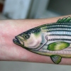 striped bass