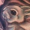 rabbit