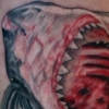 sharrk