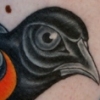oriole
