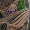 red tail hawk 