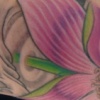 lotus arm 3