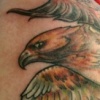 hawk