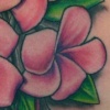 plumeria