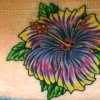 Hibiscus