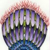 Scallop