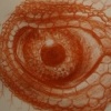 eye studies