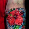 HibisWave