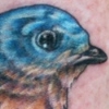 bluebird