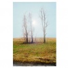 trees route 136