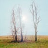 in-absentia photographs