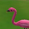 Between the Pink Flamingos