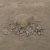 Mole