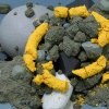 Untitled (detail)