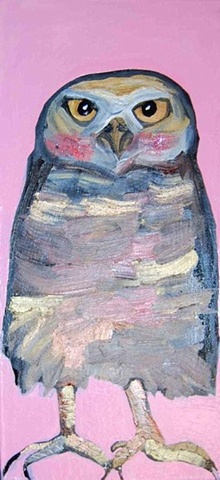 Burrowing Owl in Pink