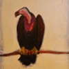 Vulture in Iridescent Blue Violet