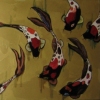 koi with black faces in gold