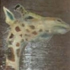 giraffe in brown on stripes