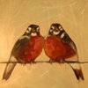 American Robins in Pearl