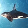 Tiny Killer Whale in Metallic Sea Blue