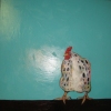 rooster in vintage turquoise