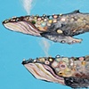 Humpback Whale Pod