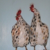 Roosters in Blue