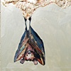 Bat on Gold Stalactites in Metallic Celery Green