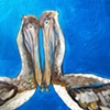 Two Pelicans in Metallic Peacock Blue