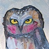Saw-whet Owl in Iridescent Pearl