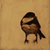 Chikadee in White Cloud