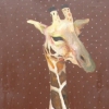 giraffe in chololate with polka dots