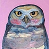 Burrowing Owl in Pink