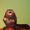 Beaver in Wild Flowers