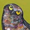 Tiny Burrowing owl in Citrus